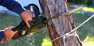 How Our Tree Care Process Works  in  Lockhart, FL