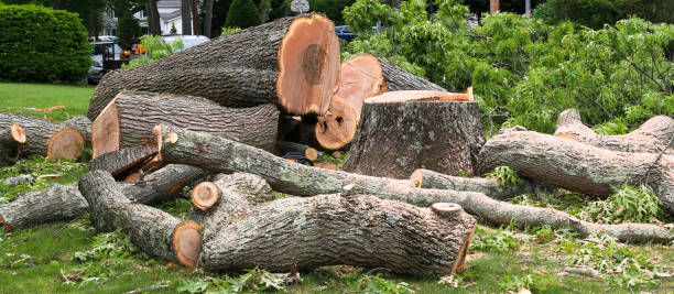 Best Emergency Tree Removal  in Lockhart, FL