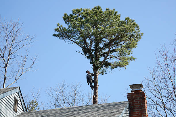 Best Tree Disease Treatment  in Lockhart, FL